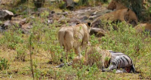 Lions feeding on Zebra Carcass