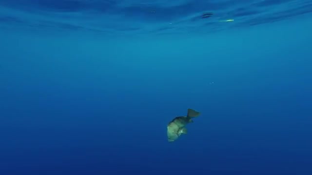 Fisherman Releasing Grouper Into The Ocean