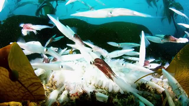 Opalescent Squid Spawning And Laying Eggs