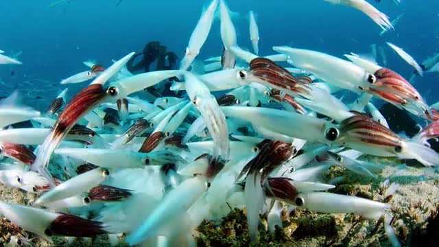 Opalescent Squid Spawning And Laying Eggs