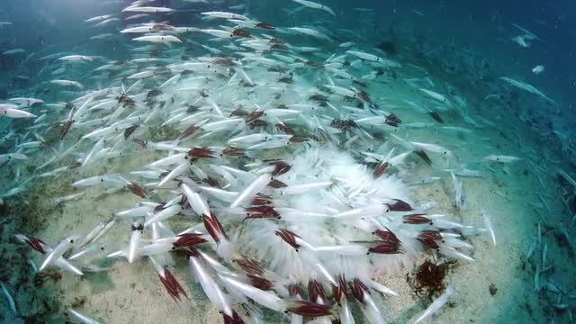 Opalescent Squid Spawning And Laying Eggs