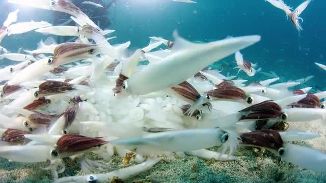 Opalescent Squid Spawning And Laying Eggs