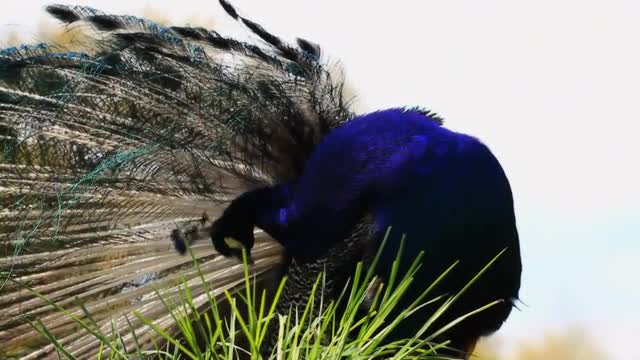 Peacocks 