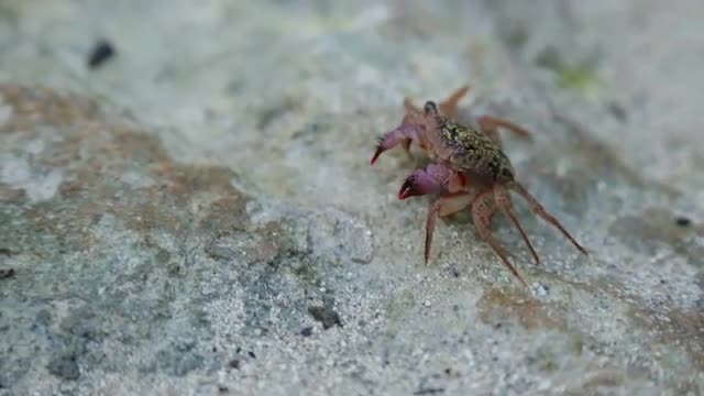 Florida Crab