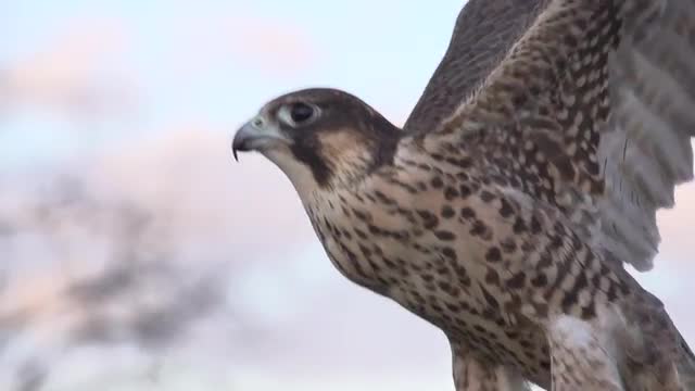 Falcon Taking off in Slow motion