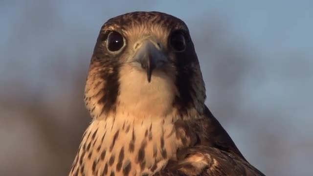 Falcon Close up - Searching for Food - Slow Motion