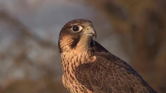 Close Up Falcon Seaarching for Food