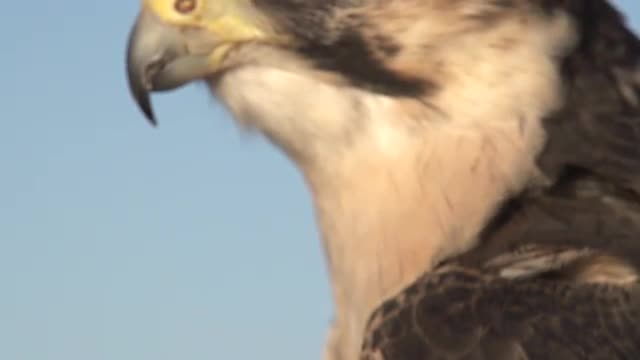 Close Up Falcon - Searching for Food - Slow Motion