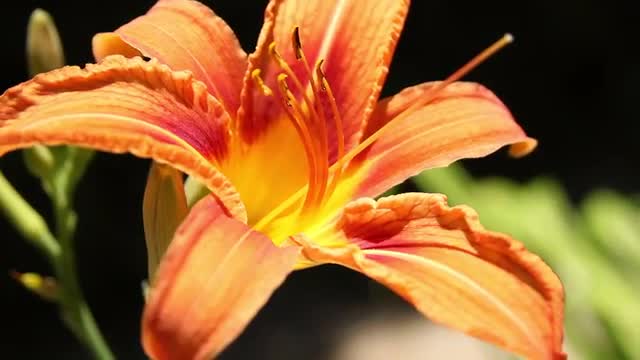 Beautiful orange flower