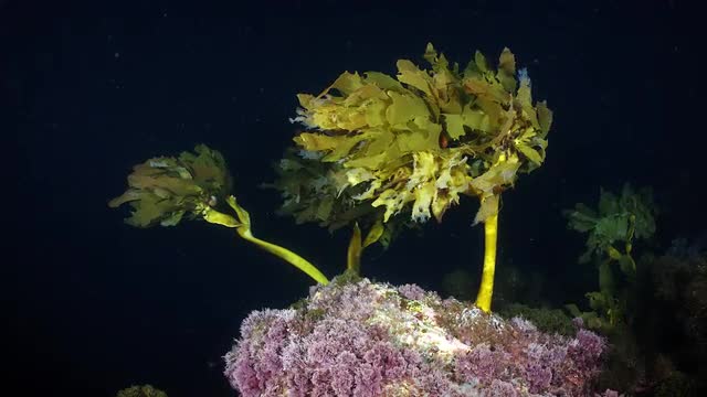 Kelp Swaying In Current at Night-Underwater