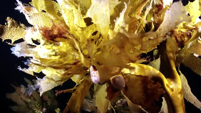 Kelp Flowing In Current at Night-Underwater