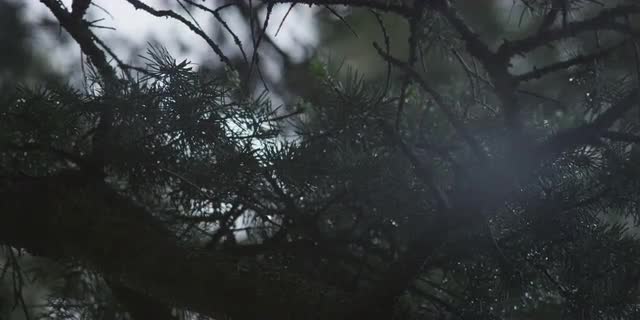 5K Wet Windy Forest Branches