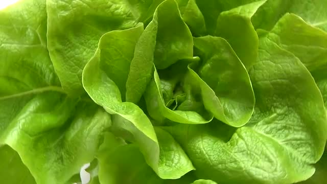 Lettuce, rotate