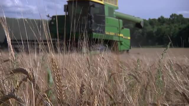 Barley Harvest