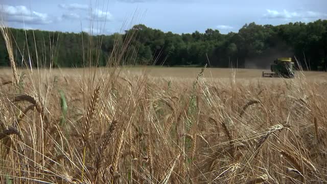 Barley Harvest