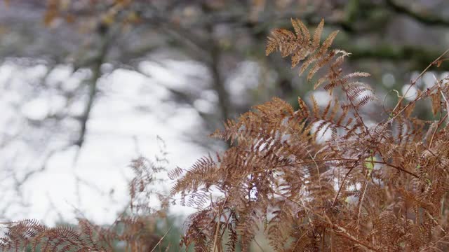 A winter landscape; dried bracken beside a Scottish loch.