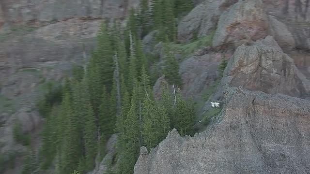 Aerial of Mountain Goats on Slope_2