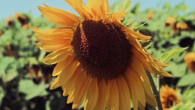 Field of sunflowers . Ukraine