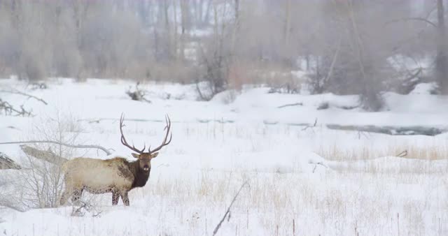 Bull Elk Eating in Winter in Grand Teton National Park 1