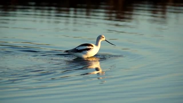 American Avocet feeding &amp; wading