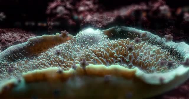 4K, Colorful Corals, Marine Life, Underwater World