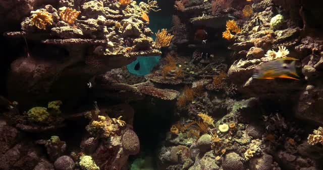 4K, Colorful Corals, Marine Life, Underwater World