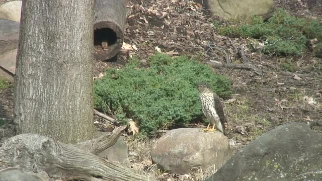 HAWK WATCHES CHIPMUNK