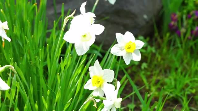 Beautiful White Narcissus in Grass