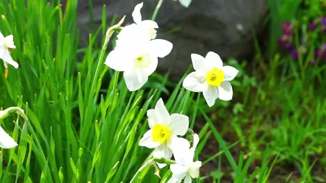 Beautiful White Narcissus in Grass