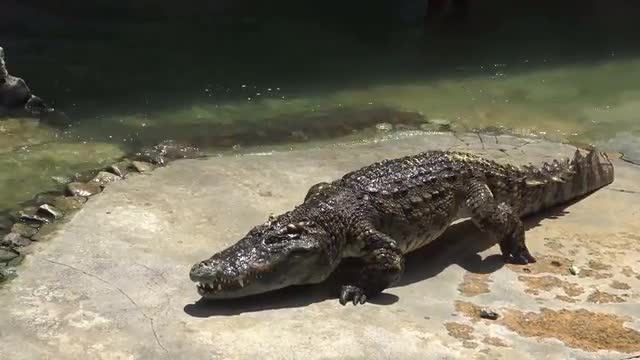 crocodile crawling on the ground
