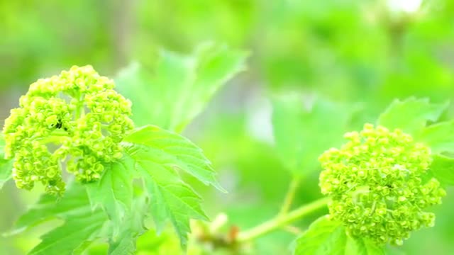 Green Bush Branch on Garden Background