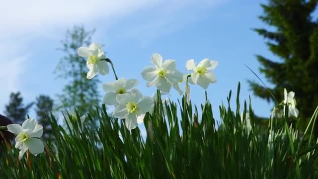 Tender White Narcissus Flowers in Grass