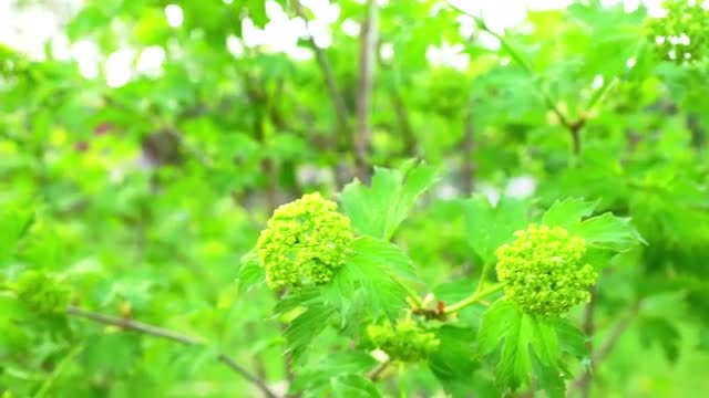 Green Bush Branch on Garden Background