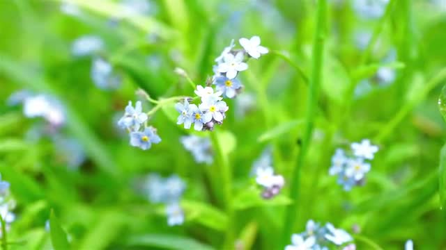 Beautiful Blue Forget-Me-Not Flowers at Field