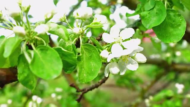 Apple Blossoms Apple Tree