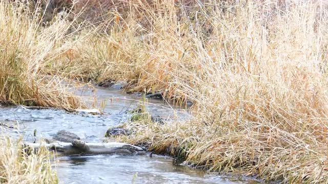 Small River Flows in Autumn Forest With Duck Swimming