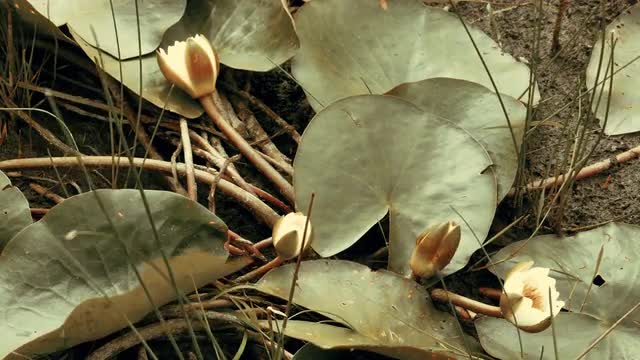 Water Lily Nenuphar Flowers at the Bottom of Dried Pond