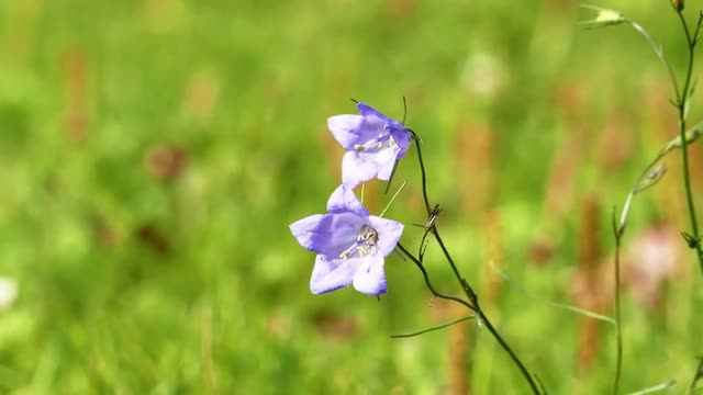 Smal Lilac Bluebell Flower on a Meadow