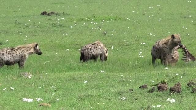 HYENA CARRIES SKELETON