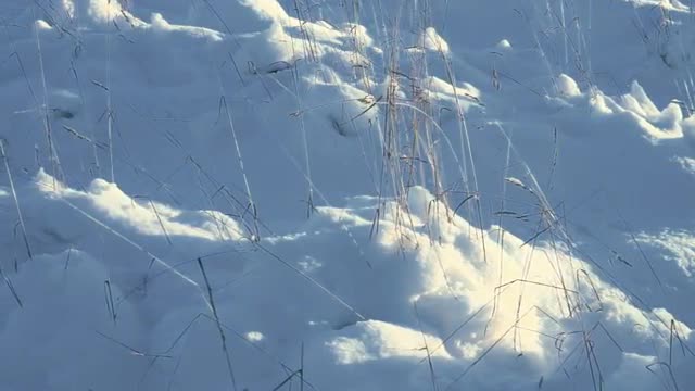 Dry Grass Under White Snow