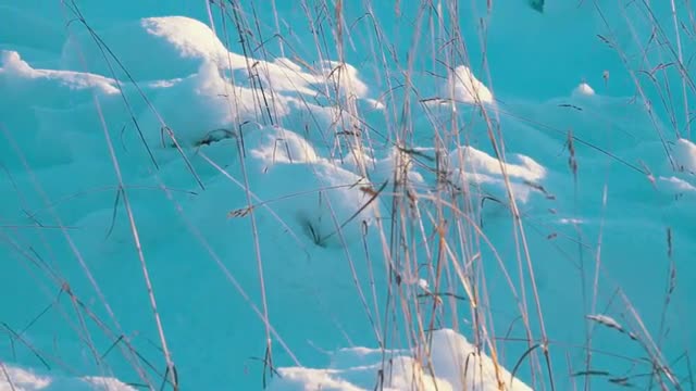 Dry Grass Under White Snow