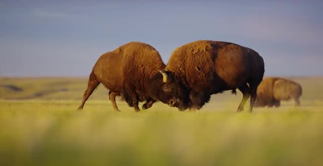 Two male bison head-butt and fight during breeding season 2