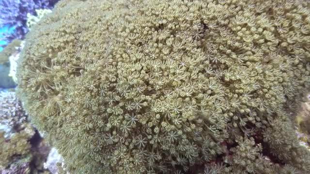 Pulse Soft Coral