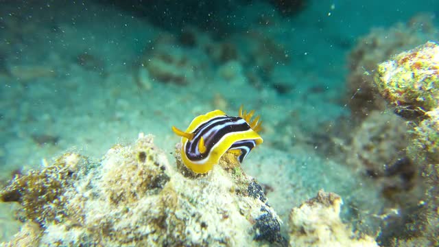 Vibrant Sea Slug on Coral Reef