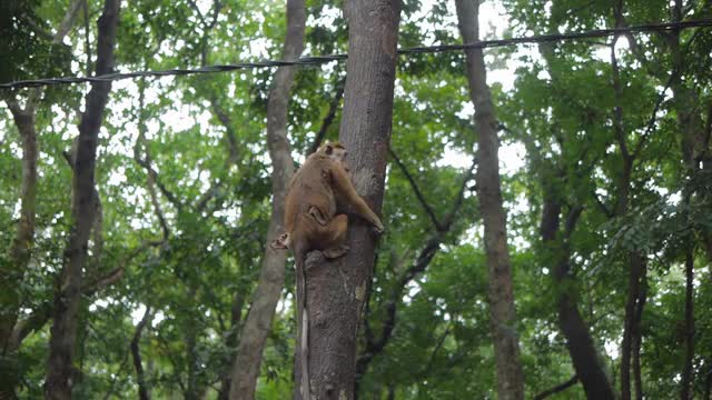 Monkey with child sitting on tree with telephone wire
