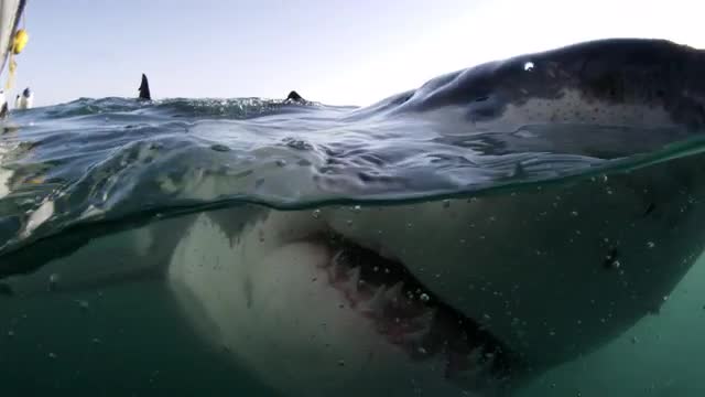 Great white shark emerges from murky water and breaches water