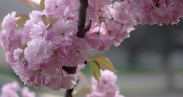 Japanese Cherry Sakura Branch Blossoming Closeup