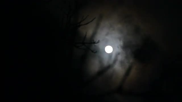 Tree Branches Obscure Full Moon on Foggy Night