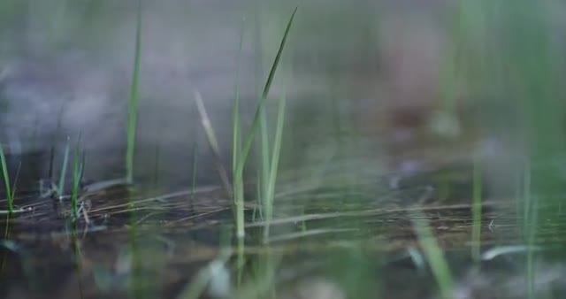 Close up dolly shot of pond and grass