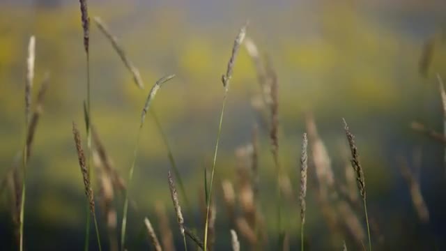 Long grass blows in the wind